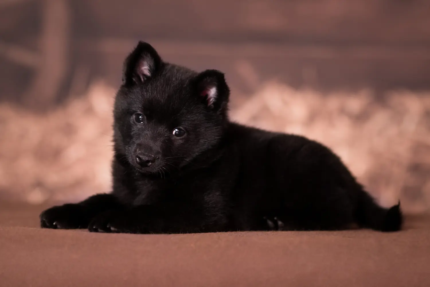 Comprar um cachorro Schipperke significa assumir a responsabilidade! Comprar cachorros Schipperke.