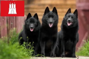 Read more about the article Criadores de Schipperke e cachorros em Hamburgo