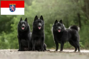 Read more about the article Criadores de Schipperke e cachorros em Hessen