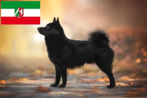Read more about the article Criadores de Schipperke e cachorros na Renânia do Norte-Vestefália