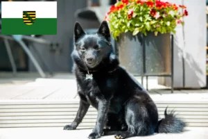 Read more about the article Criadores de Schipperke e cachorros na Saxónia