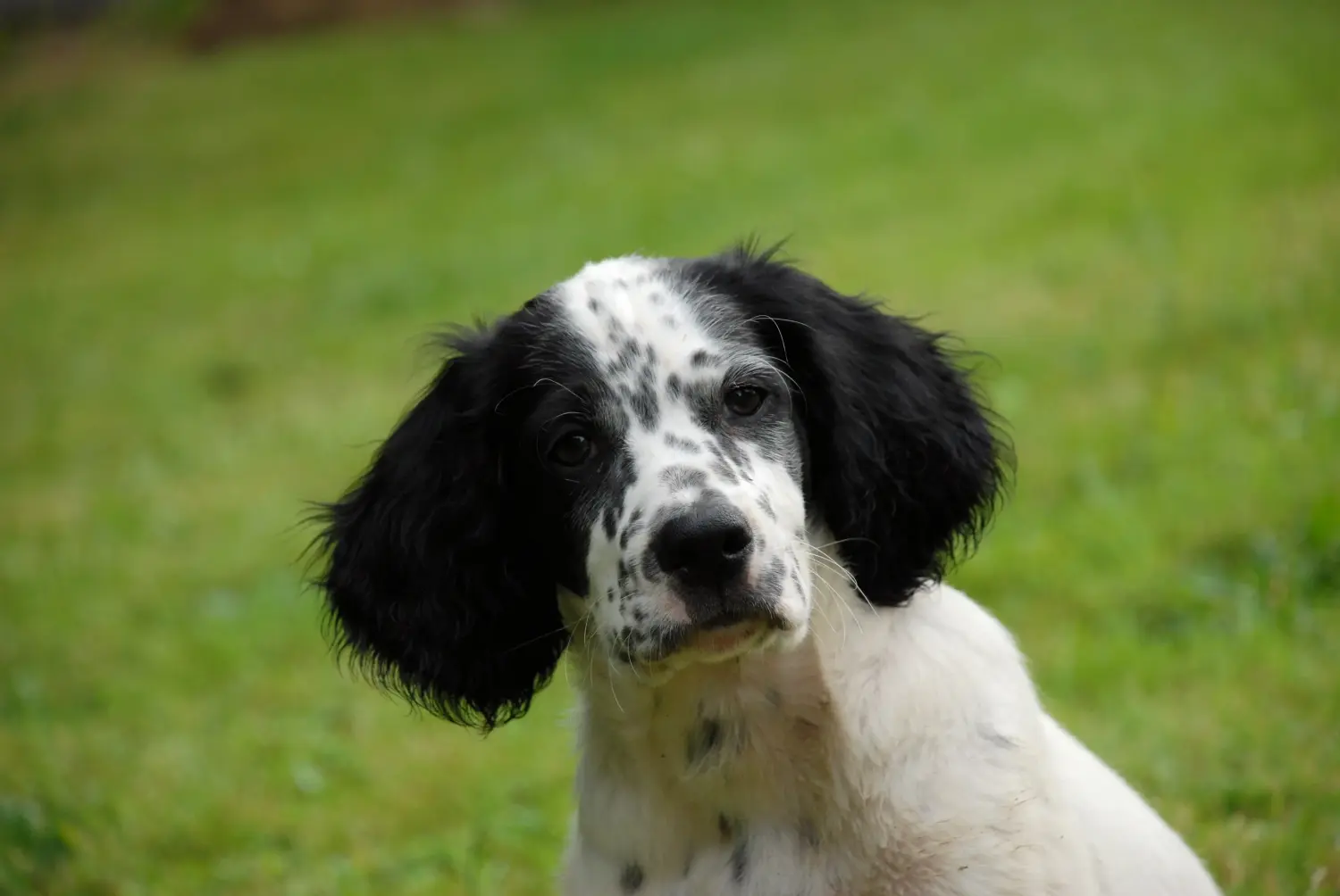 Comprar um cachorro Setter Inglês significa assumir responsabilidades! Comprar cachorros Setter inglês.