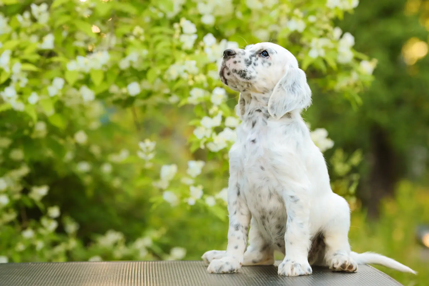 Comprar um cachorro Setter Inglês significa assumir responsabilidades! Comprar cachorros Setter inglês.
