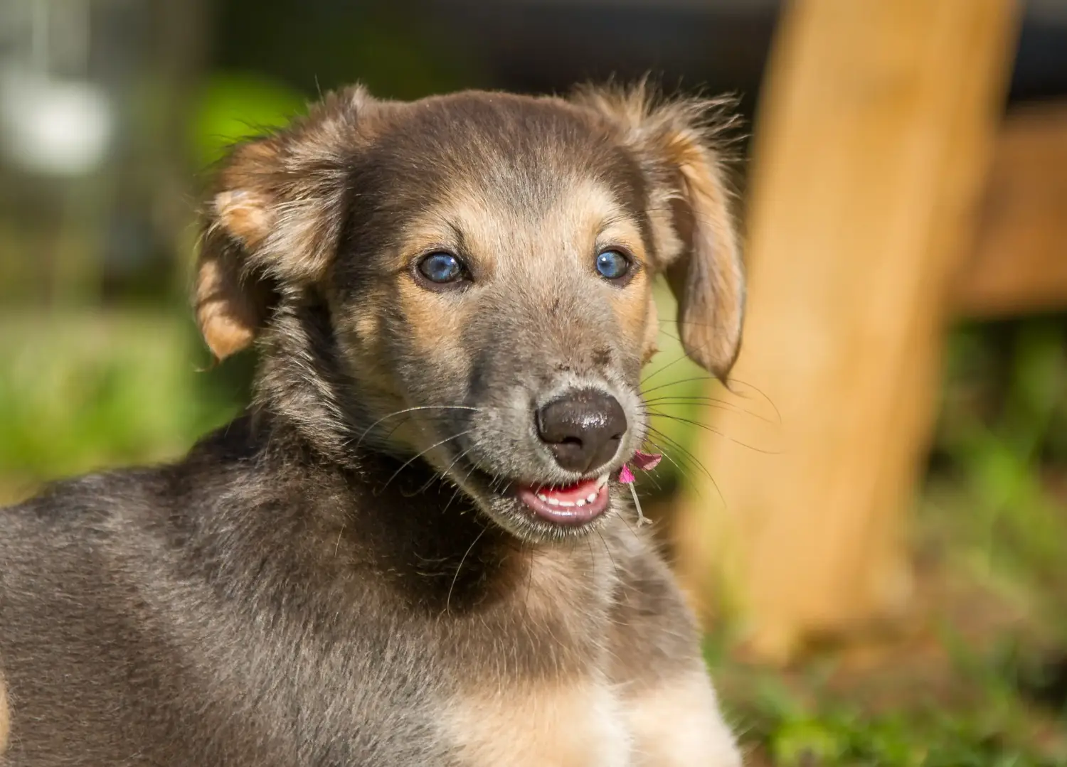 Comprar um cachorro Silken Windsprite significa assumir a responsabilidade! Comprar cachorros Silken Windsprite.