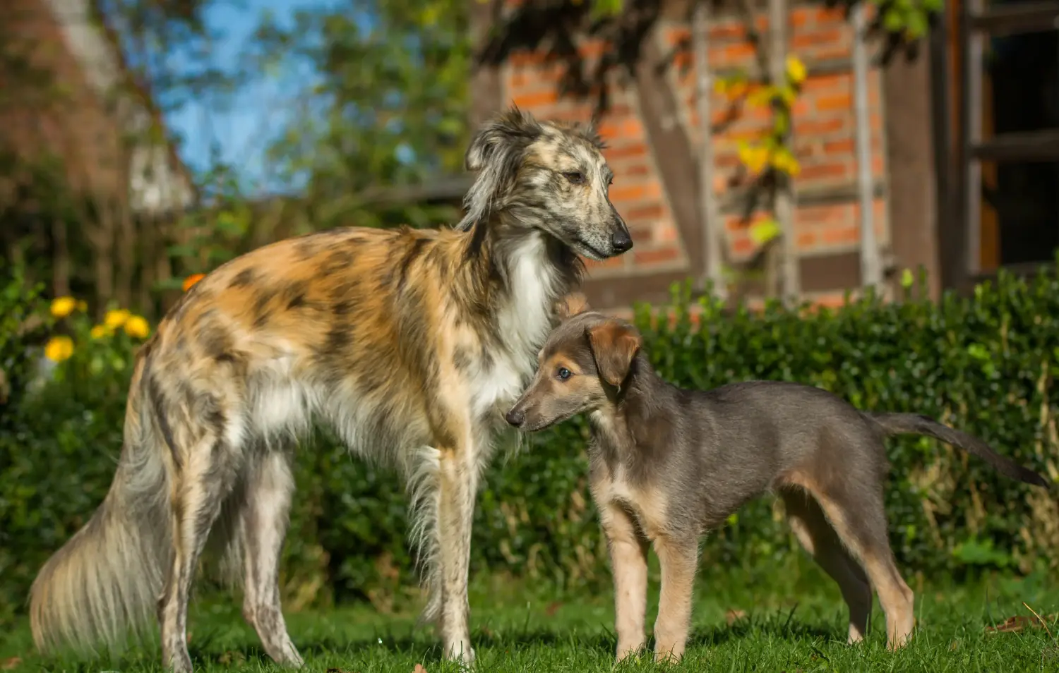 Comprar um cachorro Silken Windsprite significa assumir a responsabilidade! Comprar cachorros Silken Windsprite.