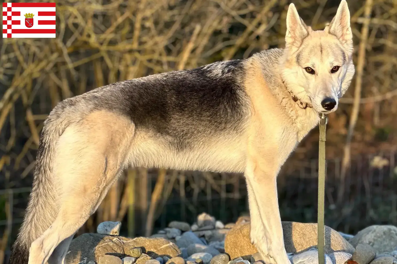 Read more about the article Sylvan Companion Dog criador e cachorros em Bremen