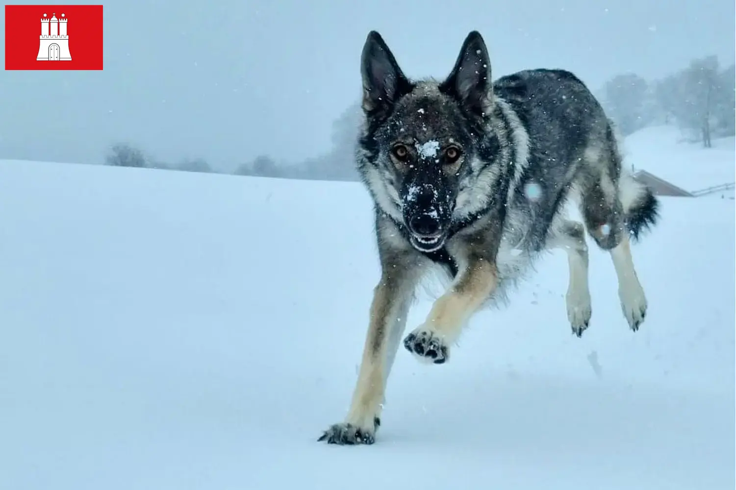 Read more about the article Sylvan Companion Dog criador e cachorros em Hamburgo