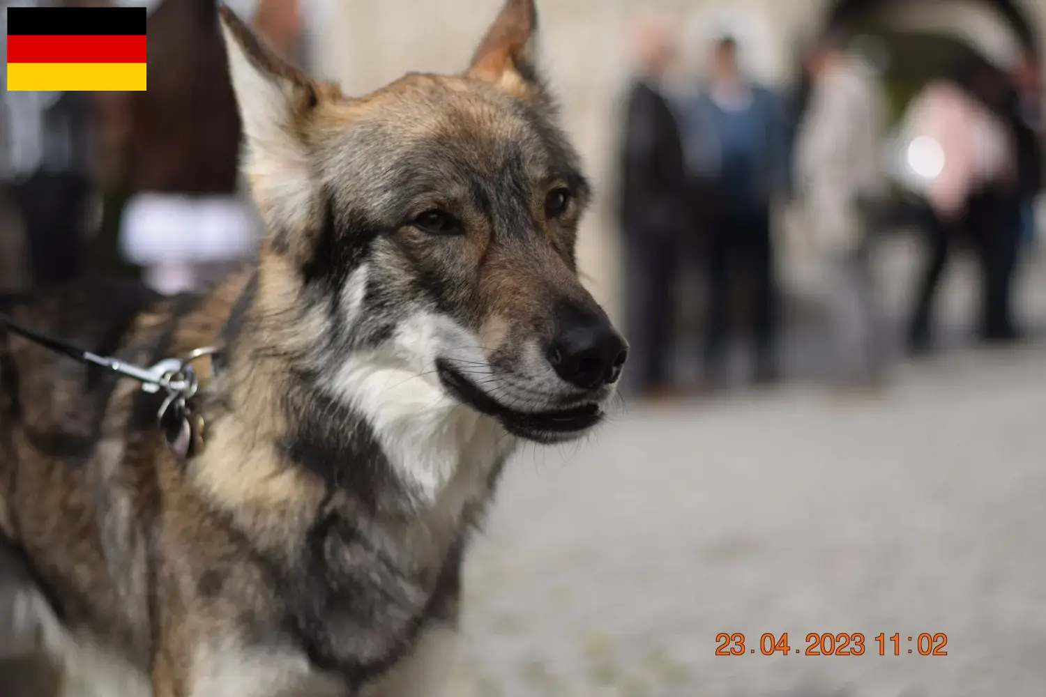 Read more about the article Criadores de cães de companhia Sylvan e cachorros na Alemanha