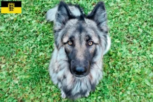Read more about the article Criadores de cães de companhia Sylvan e cachorros em Baden-Württemberg
