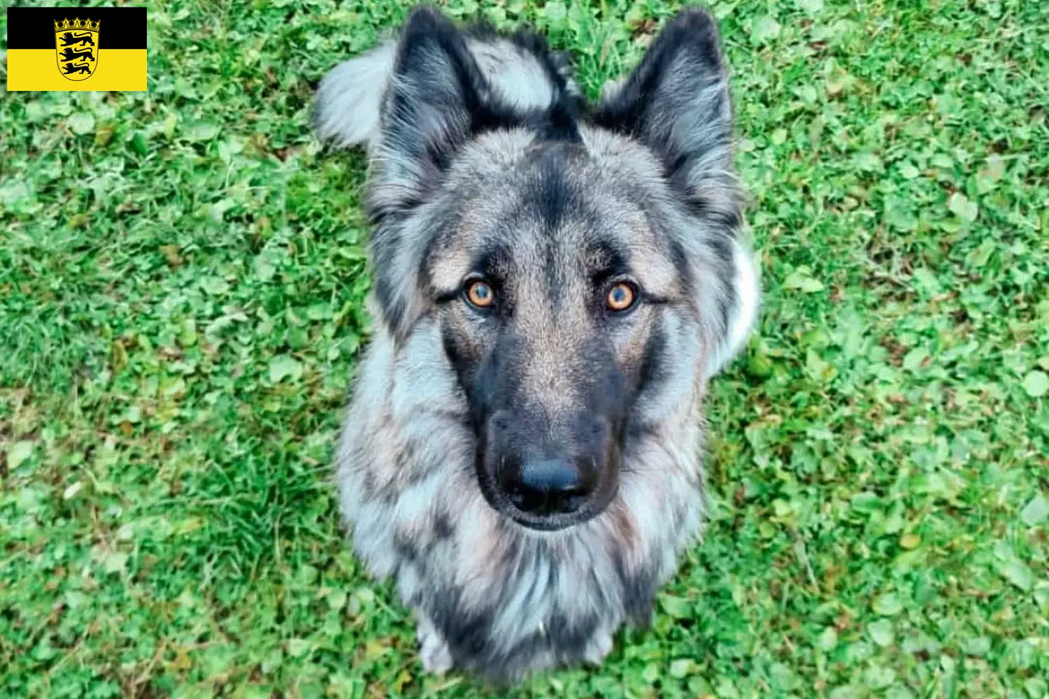 Read more about the article Criadores de cães de companhia Sylvan e cachorros em Baden-Württemberg