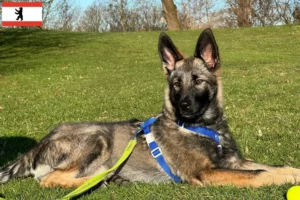 Read more about the article Sylvan Companion Dog criador e cachorros em Berlim