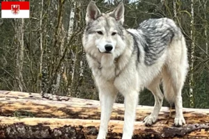 Read more about the article Sylvan Companion Dog criadores e cachorros em Brandenburg