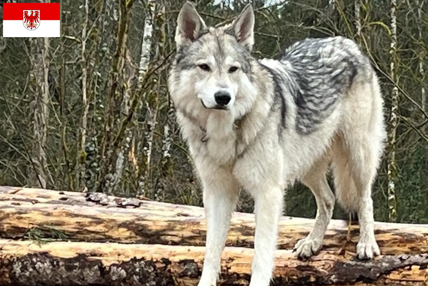 Read more about the article Sylvan Companion Dog criadores e cachorros em Brandenburg