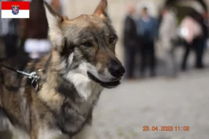 Read more about the article Sylvan Companion Dog criadores e cachorros em Hessen