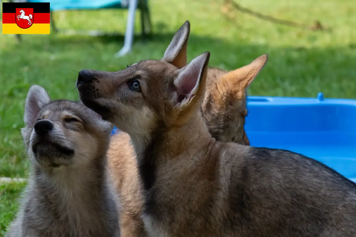 Read more about the article Criadores de cães de companhia Sylvan e cachorros na Baixa Saxónia
