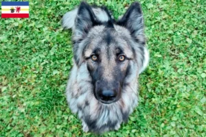 Read more about the article Criadores de cães de companhia Sylvan e cachorros em Mecklenburg-Vorpommern
