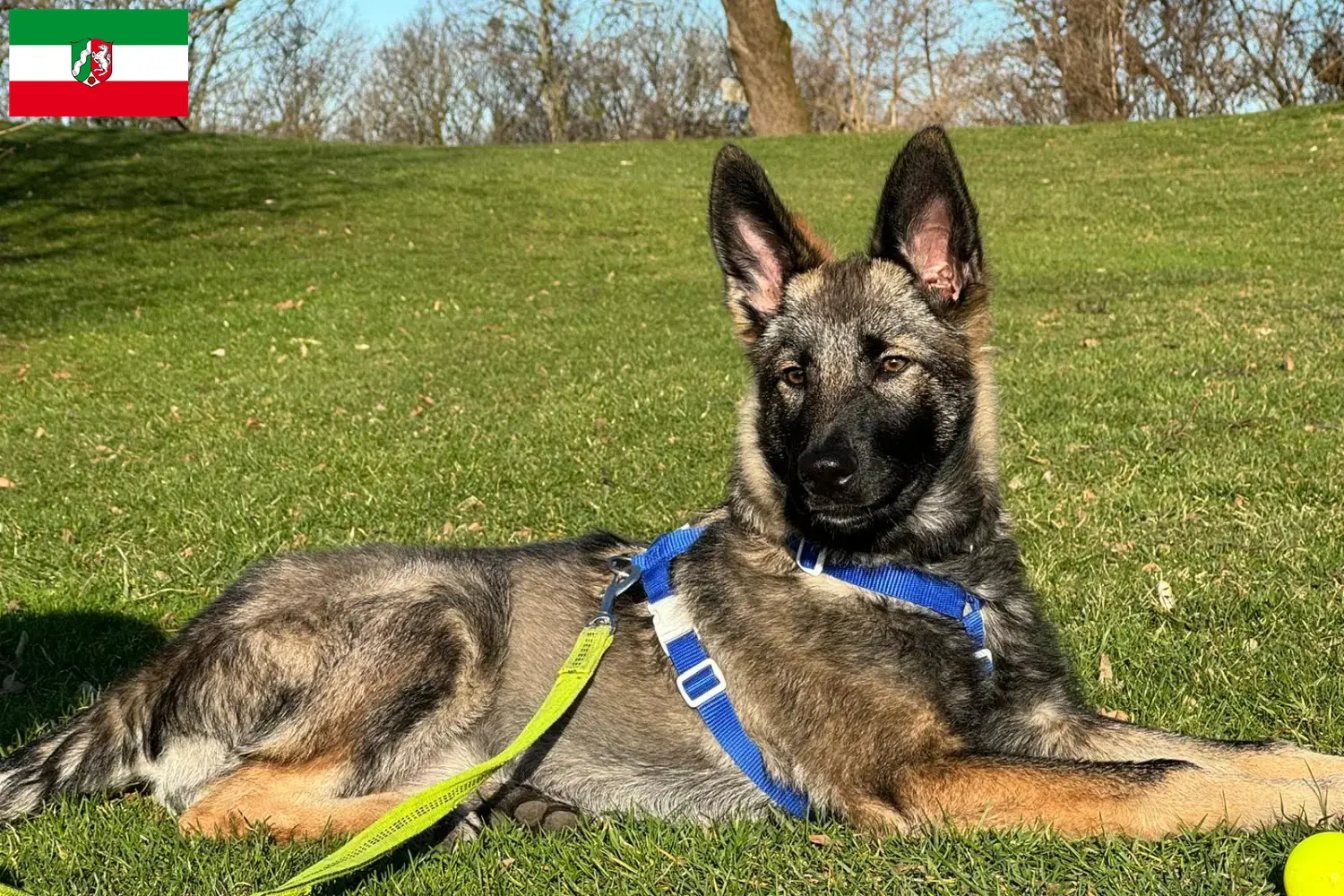 Read more about the article Criadores de cães de companhia Sylvan e cachorros na Renânia do Norte-Vestefália