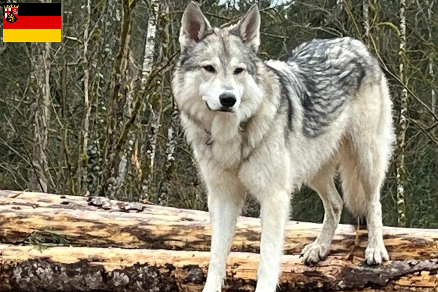 Read more about the article Criadores de cães de companhia Sylvan e cachorros em Renânia-Palatinado