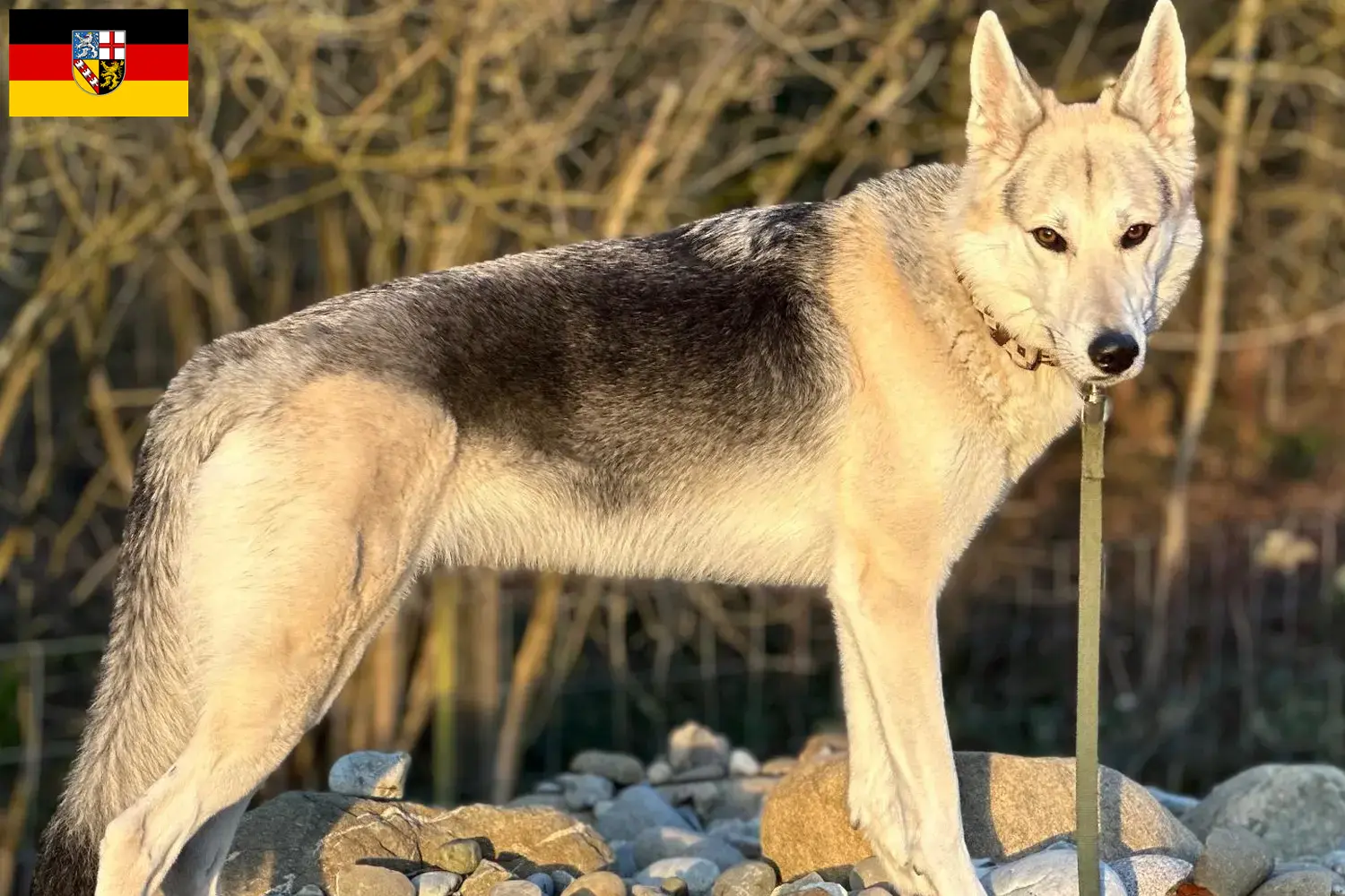 Read more about the article Criadores de cães de companhia Sylvan e cachorros em Saarland
