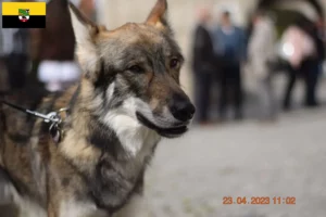 Read more about the article Criadores de cães de companhia Sylvan e cachorros em Saxónia-Anhalt