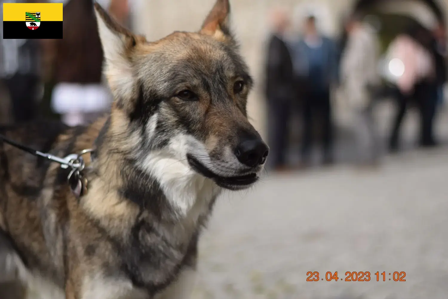 Read more about the article Criadores de cães de companhia Sylvan e cachorros em Saxónia-Anhalt