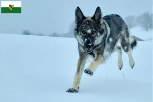 Read more about the article Criadores de cães de companhia Sylvan e cachorros em Saxónia