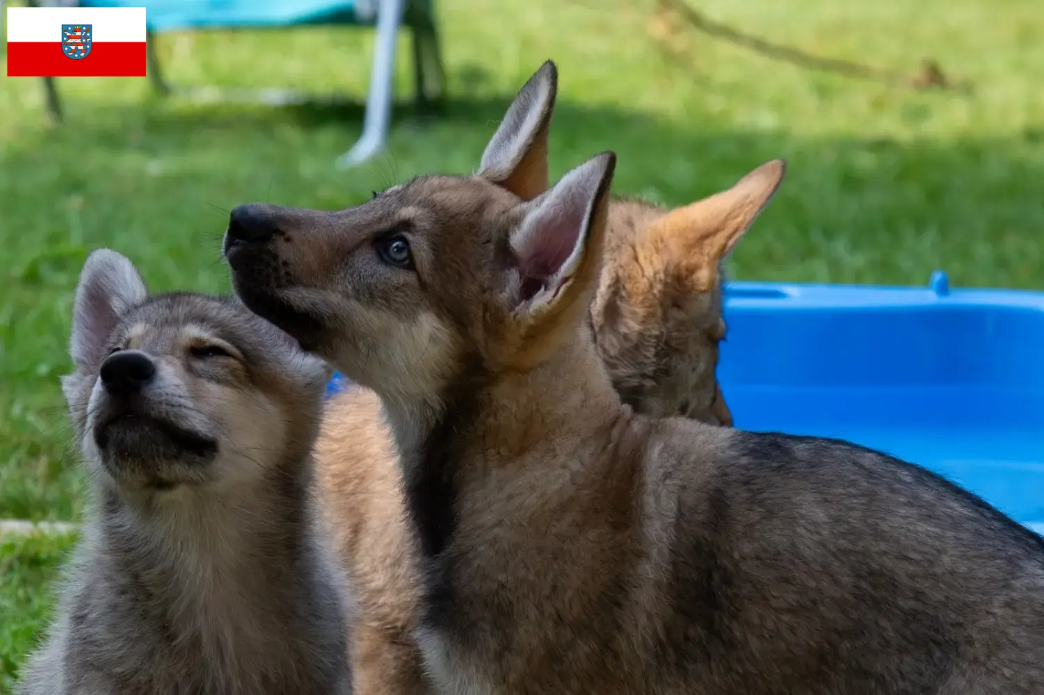 Read more about the article Criadores de cães de companhia Sylvan e cachorros em Thuringia