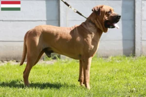 Read more about the article Criadores de Tosa e cachorros na Hungria