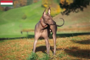 Read more about the article Criadores de Xolo e cachorros na Hungria