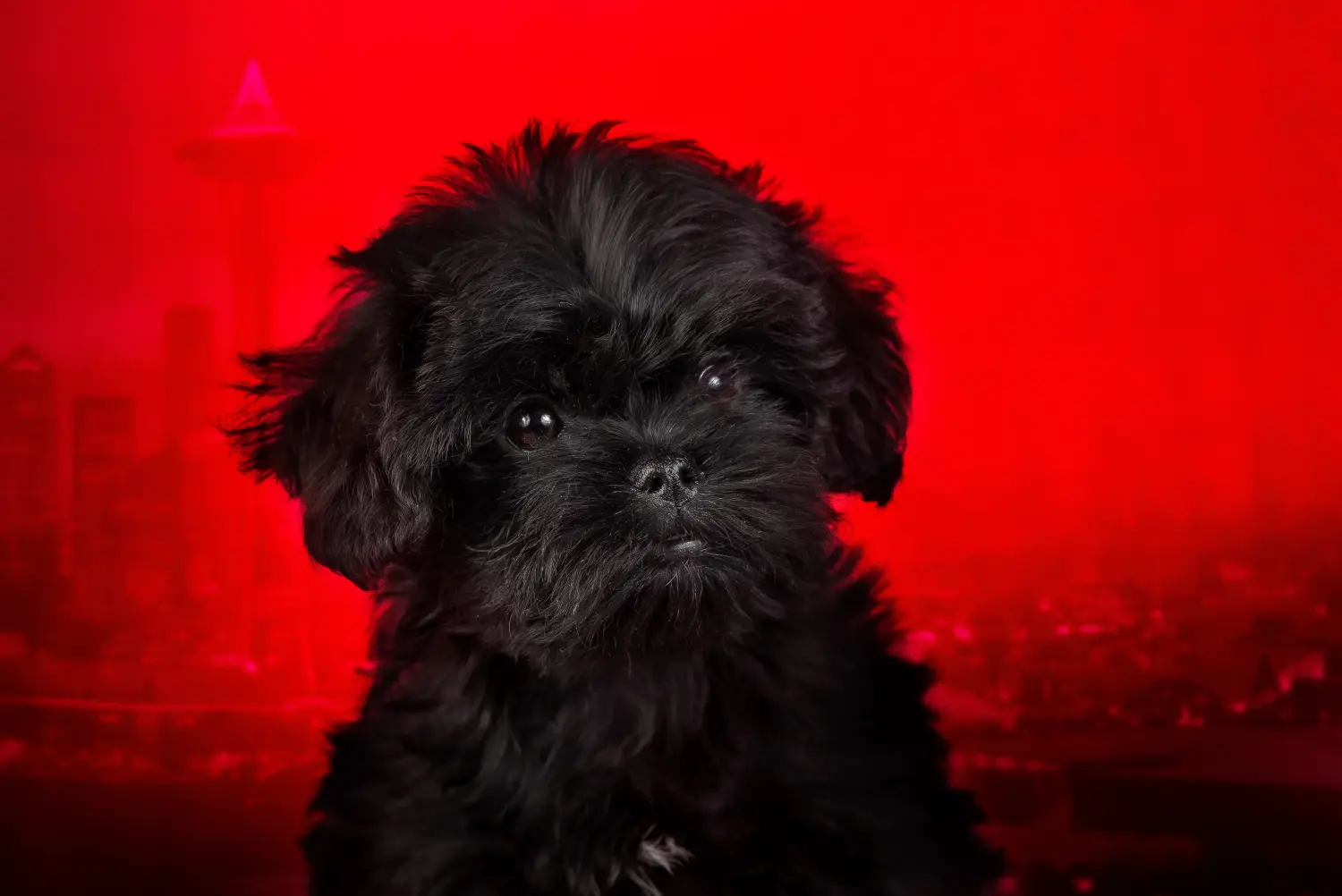 Comprar um cachorro Affenpinscher significa assumir a responsabilidade! Comprar cachorros Affenpinscher.