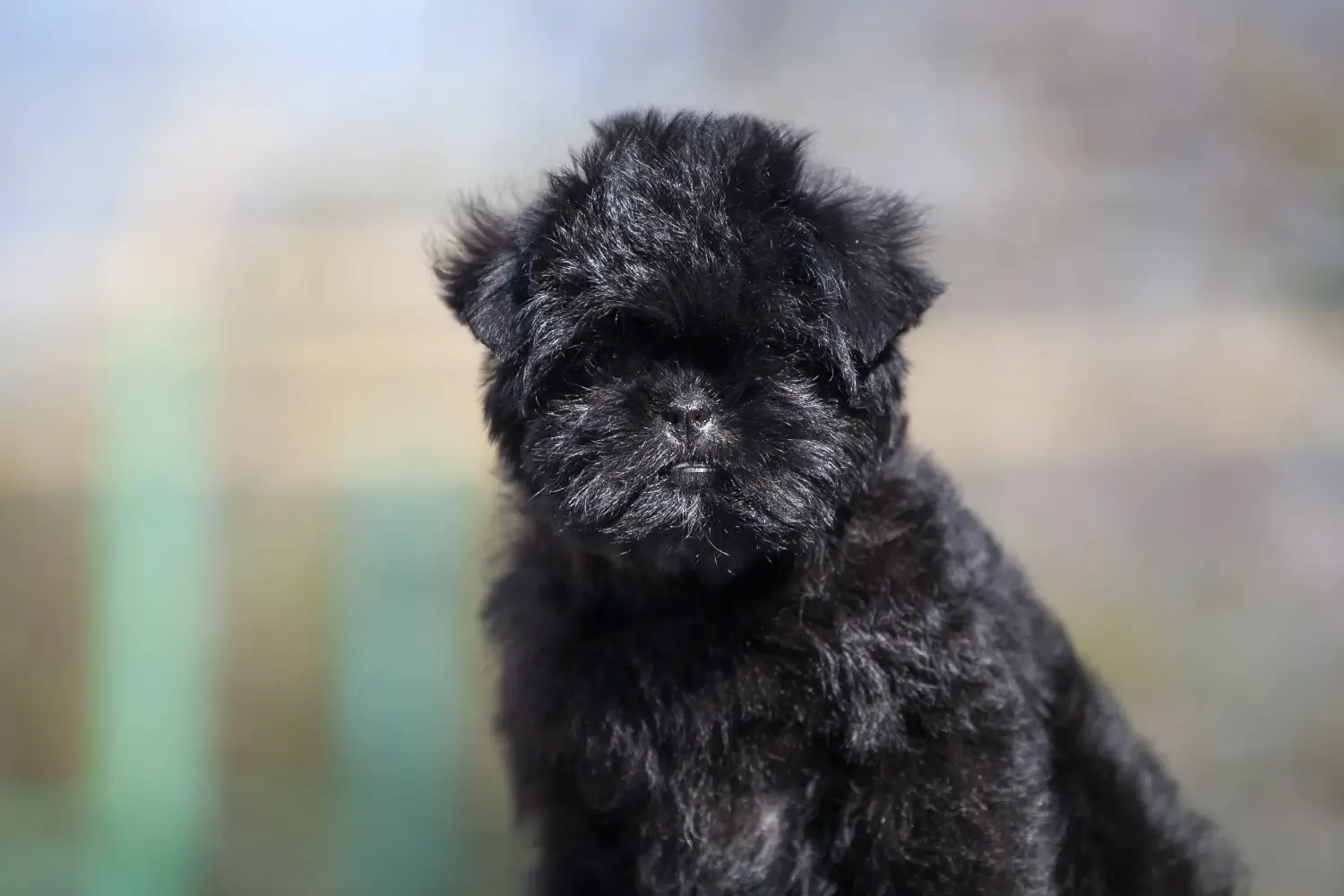 Comprar um cachorro Affenpinscher significa assumir a responsabilidade! Comprar cachorros Affenpinscher.
