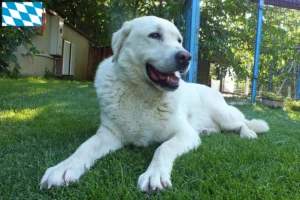 Read more about the article Criadores de Akbash e cachorros na Baviera