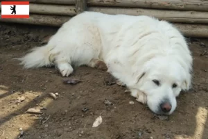 Read more about the article Criadores de Akbash e cachorros em Berlim