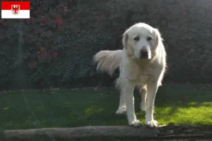 Read more about the article Criadores de Akbash e cachorros em Brandenburg