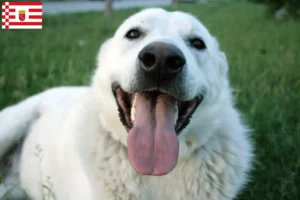 Read more about the article Criadores de Akbash e cachorros em Bremen