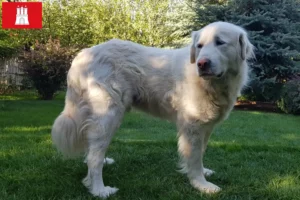 Read more about the article Criadores de Akbash e cachorros em Hamburgo