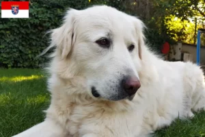 Read more about the article Criadores de Akbash e cachorros em Hessen