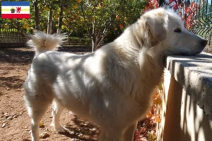 Read more about the article Criadores de Akbash e cachorros em Mecklenburg-Vorpommern