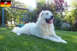 Read more about the article Criadores de Akbash e cachorros em Saarland