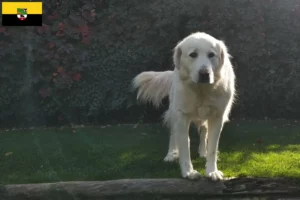 Read more about the article Criadores de Akbash e cachorros em Saxónia-Anhalt