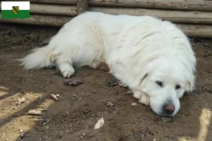 Read more about the article Criadores de Akbash e cachorros em Saxónia