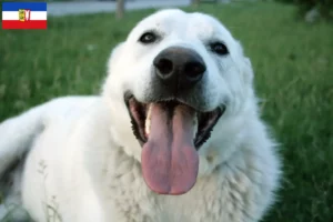 Read more about the article Criadores de Akbash e cachorros em Schleswig-Holstein