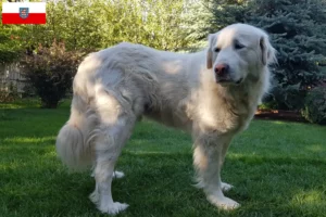 Read more about the article Criadores de Akbash e cachorros em Thuringia