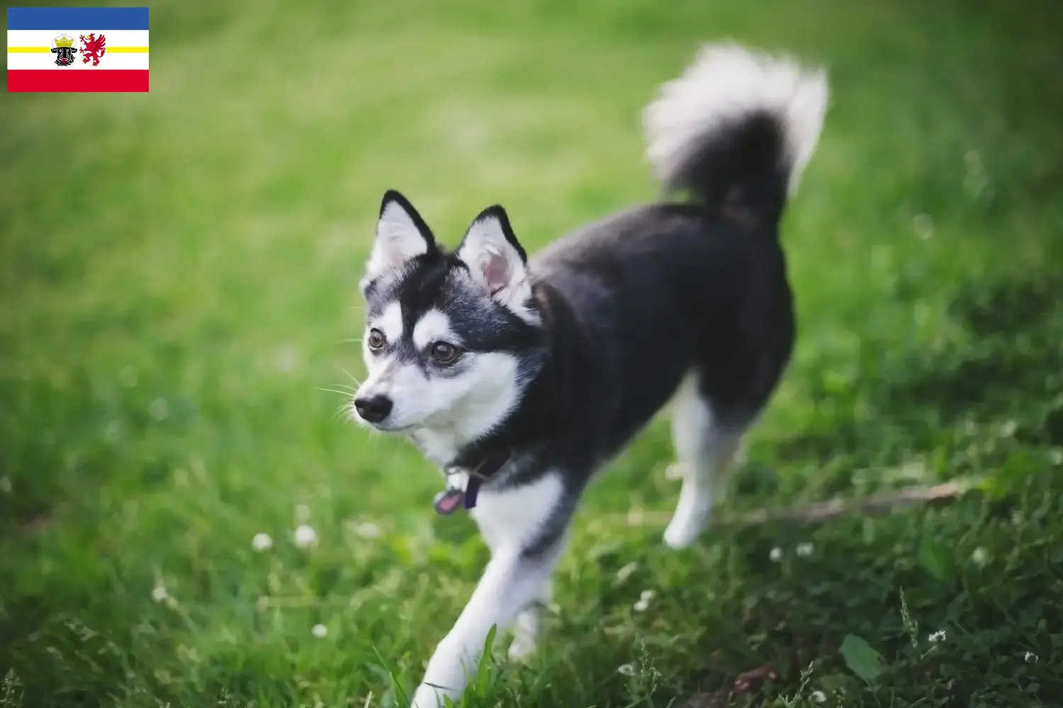 Alaskan Klee Kai cachorros e criadores Mecklenburg-Vorpommern Aqui pode encontrar criadores de Alaskan Klee Kais em Mecklenburg-Vorpommern.