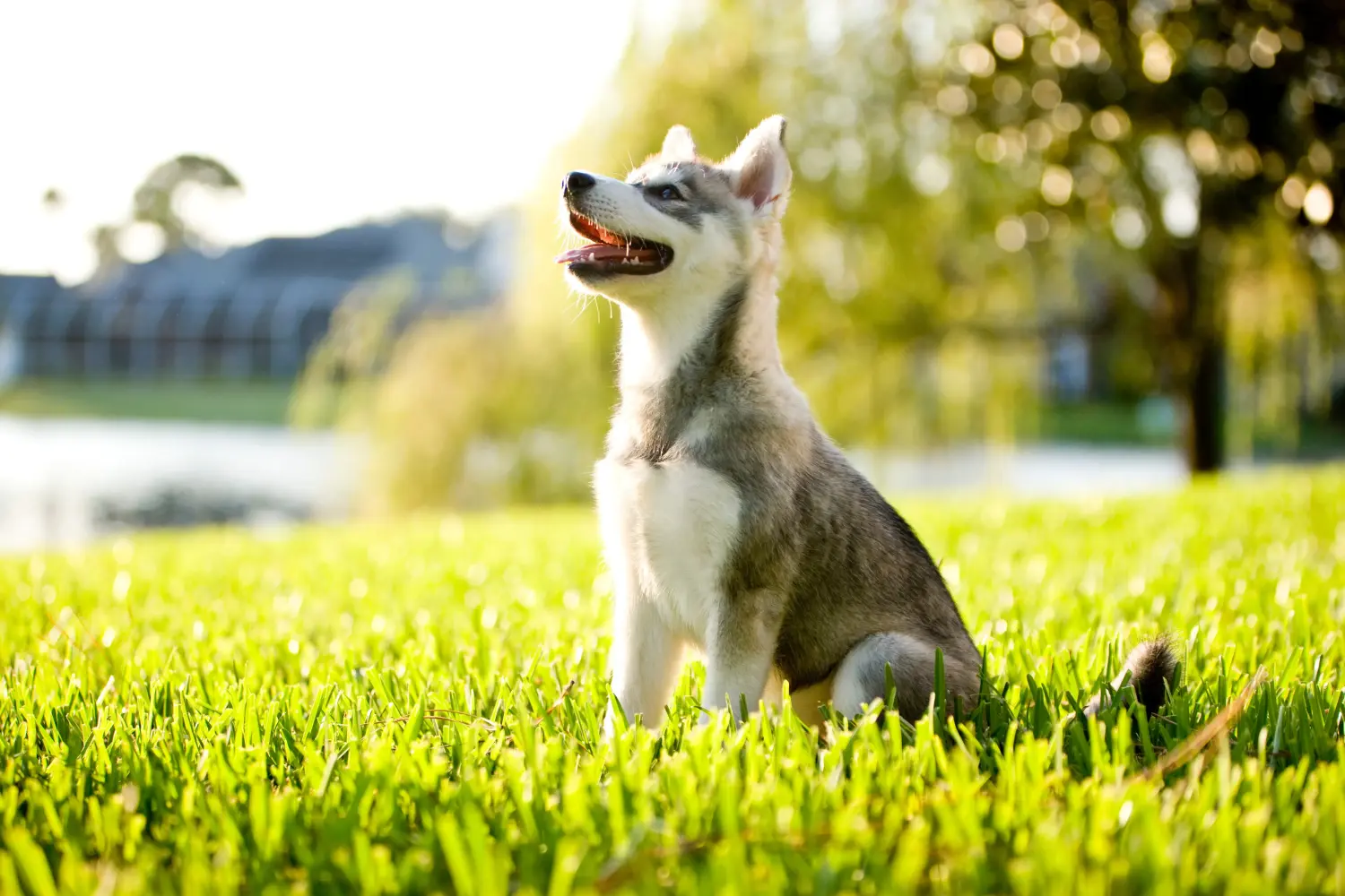 Comprar um cachorro Alaskan Klee Kai significa assumir responsabilidades! Comprar cachorros Alaskan Klee Kai.