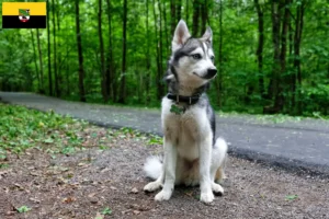 Read more about the article Criadores de Alaskan Klee Kai e cachorros em Saxónia-Anhalt