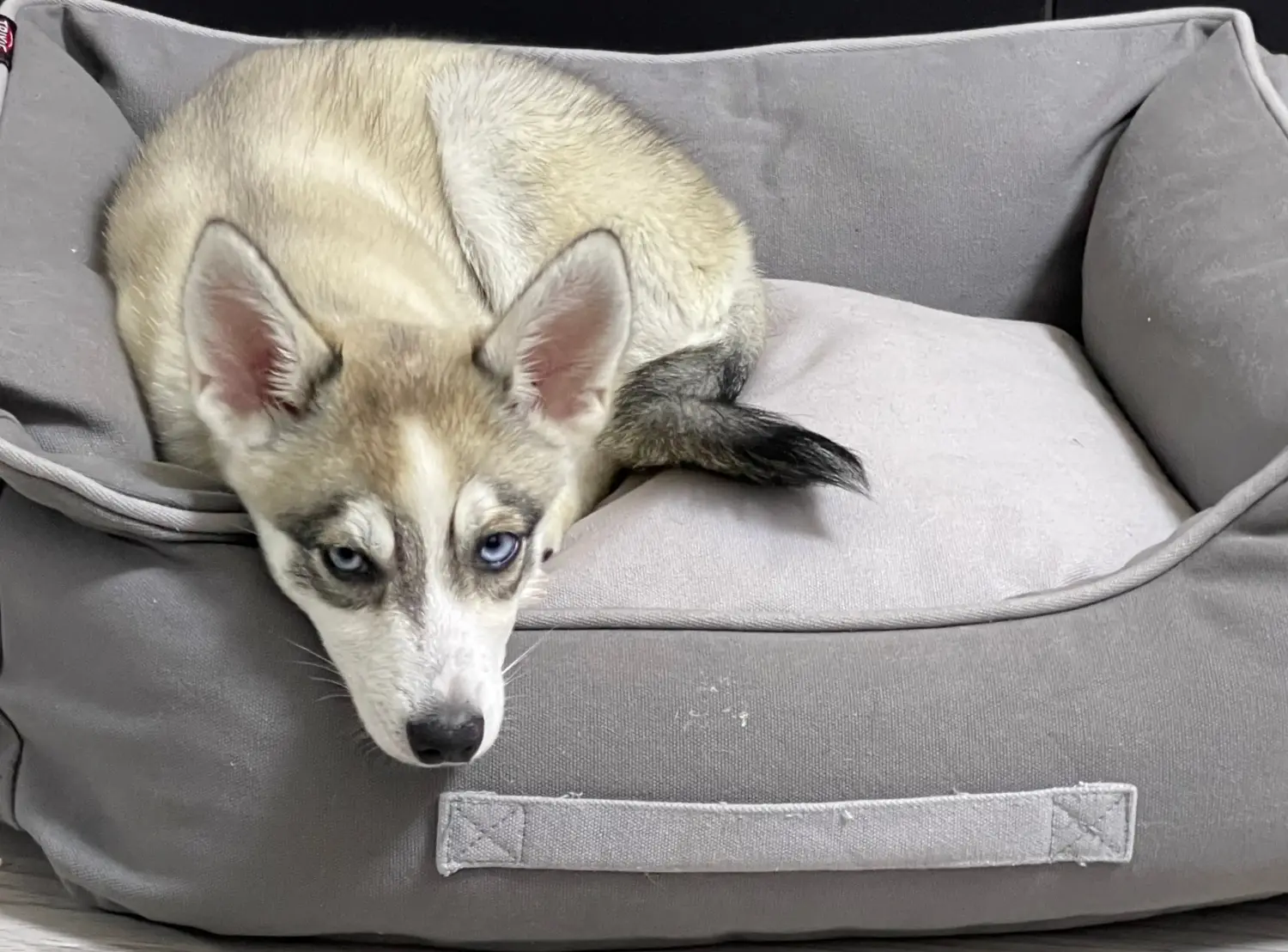Comprar um cachorro Alaskan Klee Kai significa assumir responsabilidades! Comprar cachorros Alaskan Klee Kai.