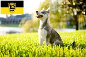 Read more about the article Criadores de Alaskan Klee Kai e cachorros em Baden-Württemberg