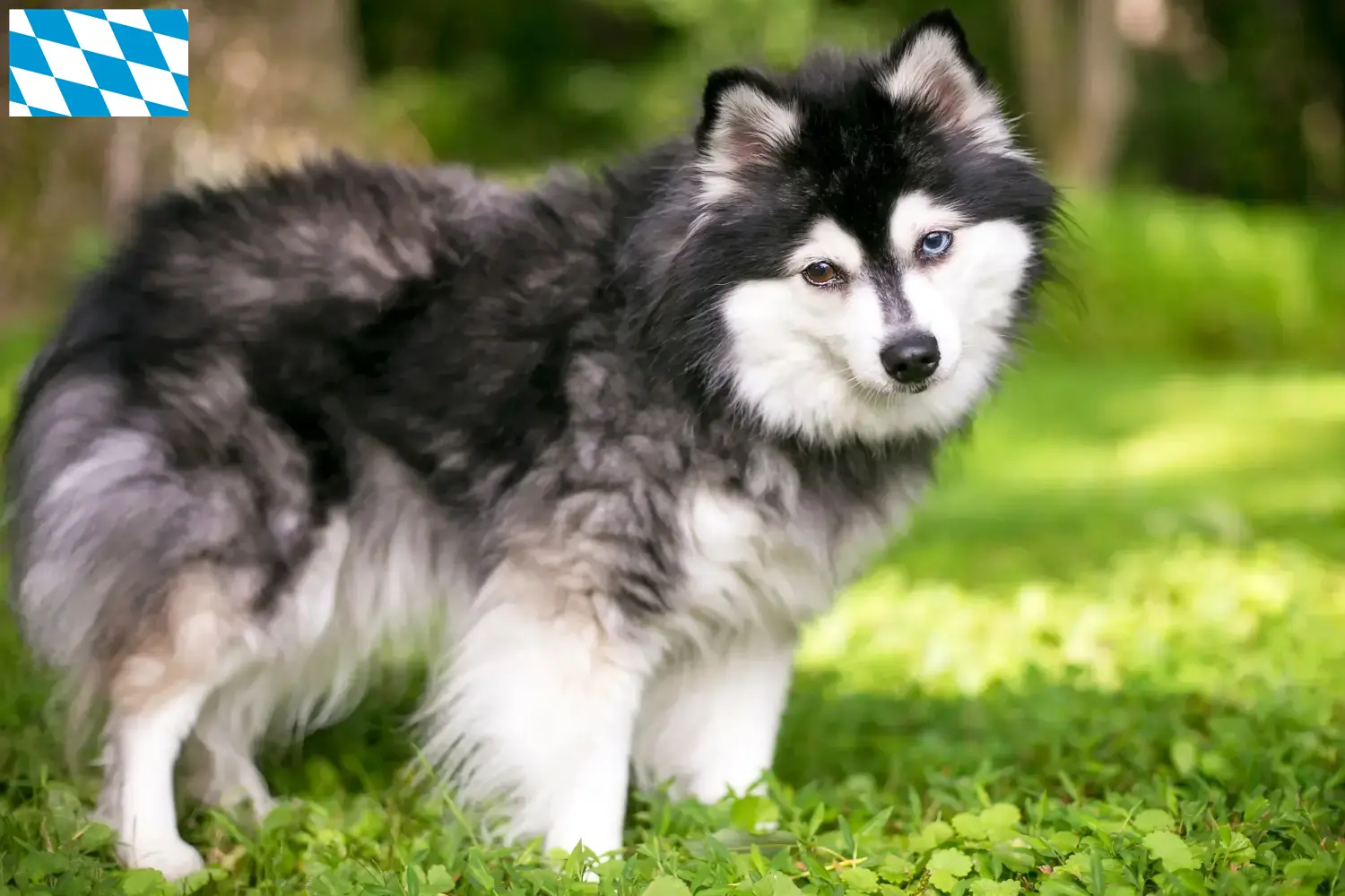 Alaskan Klee Kai cachorros e criadores Bavaria Aqui pode encontrar criadores de Alaskan Klee Kais na Baviera.
