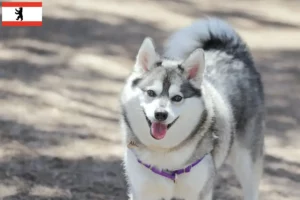 Read more about the article Criador de Alaskan Klee Kai e cachorros em Berlim